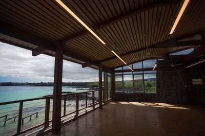 Marine iguanas on the shoreline adjacent to the Charles Darwin Research Station